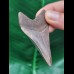 6,7 cm  scharfer Zahn des Megalodon