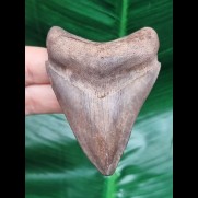 7.5 cm symmetrical tooth of the Megalodon