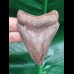 7.5 cm symmetrical tooth of the Megalodon