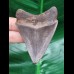 7,5 cm symmetrischer Zahn des Megalodon