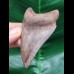 7,5 cm symmetrischer Zahn des Megalodon