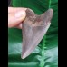 7,5 cm symmetrischer Zahn des Megalodon