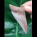 7.5 cm symmetrical tooth of the Megalodon