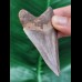 7.5 cm symmetrical tooth of the Megalodon