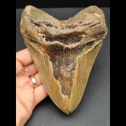 14,7 cm massive tooth of Megalodon