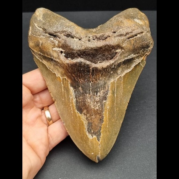 14,7 cm massiver Zahn des Megalodon