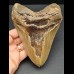 14,7 cm massiver Zahn des Megalodon