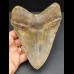 14,7 cm massiver Zahn des Megalodon