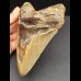 14,7 cm massiver Zahn des Megalodon