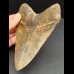 14,7 cm massiver Zahn des Megalodon