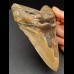 14,7 cm massiver Zahn des Megalodon