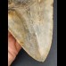 14,7 cm massiver Zahn des Megalodon