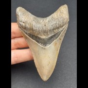9,7 cm tooth of Megalodon with beautiful black bourelette