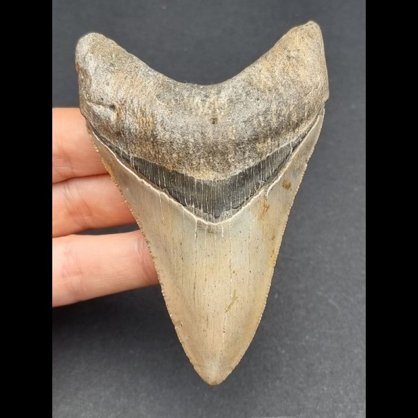 9,7 cm Zahn des Megalodon mit schöner schwarzer Bourelette