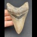 9,7 cm Zahn des Megalodon mit schöner schwarzer Bourelette