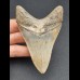 9,7 cm Zahn des Megalodon mit schöner schwarzer Bourelette