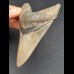 9,7 cm Zahn des Megalodon mit schöner schwarzer Bourelette