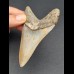 9,7 cm Zahn des Megalodon mit schöner schwarzer Bourelette