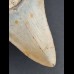 9,7 cm tooth of Megalodon with beautiful black bourelette
