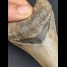 9,7 cm Zahn des Megalodon mit schöner schwarzer Bourelette