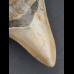9,7 cm tooth of Megalodon with beautiful black bourelette