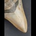 9,7 cm Zahn des Megalodon mit schöner schwarzer Bourelette