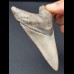 9,7 cm Zahn des Megalodon mit schöner schwarzer Bourelette