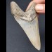 9,7 cm Zahn des Megalodon mit schöner schwarzer Bourelette