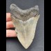 10,2 cm cm grauer Zahn des Megalodon