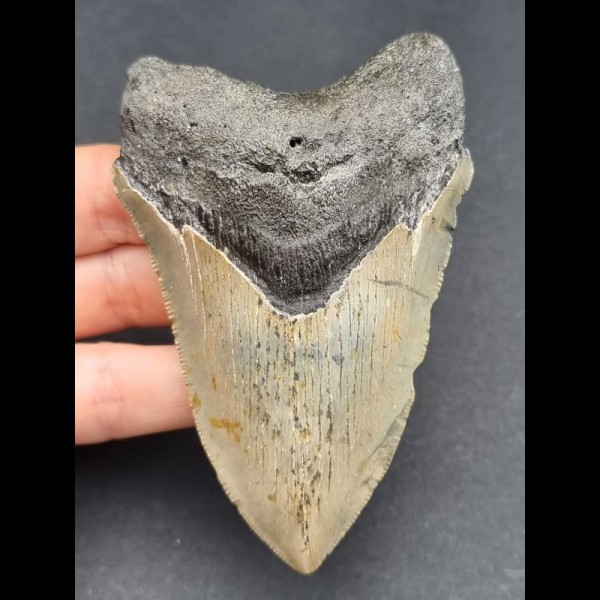 10,2 cm gray tooth of Megalodon