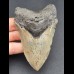 10,2 cm cm grauer Zahn des Megalodon