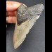 10,2 cm gray tooth of Megalodon
