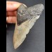 10,2 cm cm grauer Zahn des Megalodon