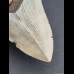 10,2 cm cm grauer Zahn des Megalodon
