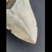 10,2 cm gray tooth of Megalodon