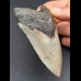 10,2 cm cm grauer Zahn des Megalodon