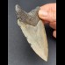 10,2 cm cm grauer Zahn des Megalodon