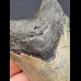 10,2 cm cm grauer Zahn des Megalodon