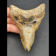 10,3 cm dagger-shaped lower jaw tooth of Megalodon