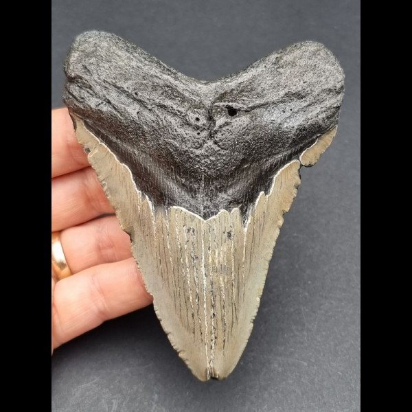 11,0 cm grauer Zahn des Megalodon