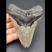 11,0 cm grauer Zahn des Megalodon