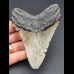11,0 cm grauer Zahn des Megalodon