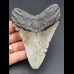11,0 cm gray tooth of Megalodon
