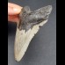 11,0 cm grauer Zahn des Megalodon