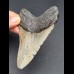 11,0 cm grauer Zahn des Megalodon