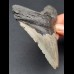 11,0 cm gray tooth of Megalodon