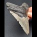 11,0 cm grauer Zahn des Megalodon