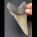 11,0 cm grauer Zahn des Megalodon