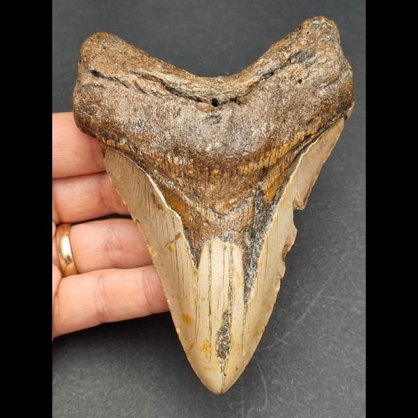 12,2 cm dolchförmiger Zahn des Megalodon