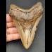 12,2 cm dolchförmiger Zahn des Megalodon